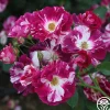 Purple Splash>Heirloom Roses New