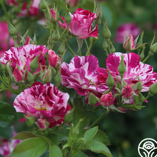 Purple Splash>Heirloom Roses New
