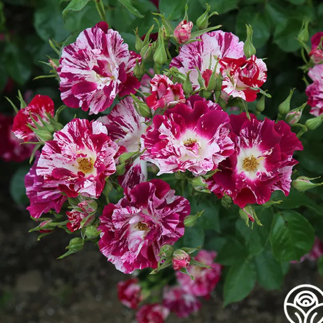 Purple Splash>Heirloom Roses New