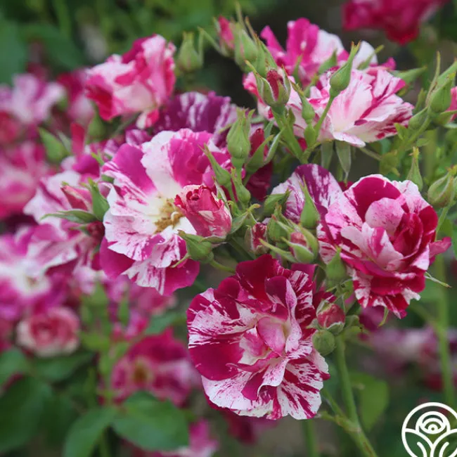 Purple Splash>Heirloom Roses New