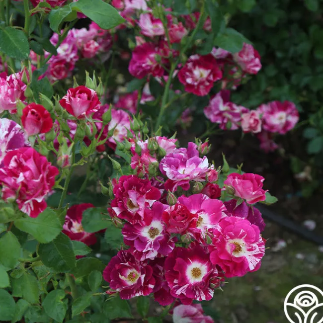 Purple Splash>Heirloom Roses New