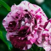 Purple Tiger>Heirloom Roses Online