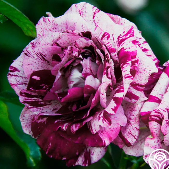 Purple Tiger>Heirloom Roses Online
