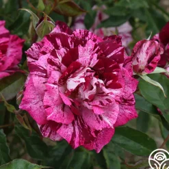 Purple Tiger>Heirloom Roses Online