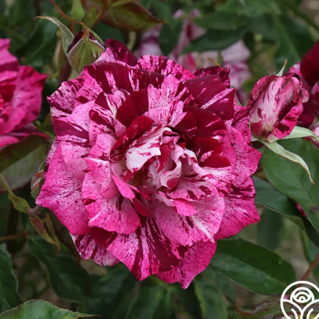 Purple Tiger>Heirloom Roses Online
