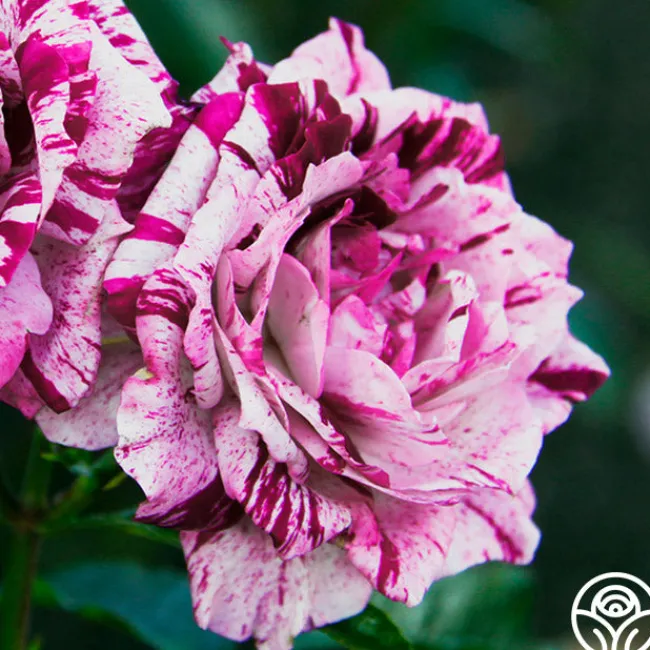 Purple Tiger>Heirloom Roses Online