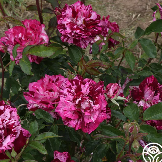 Purple Tiger>Heirloom Roses Online
