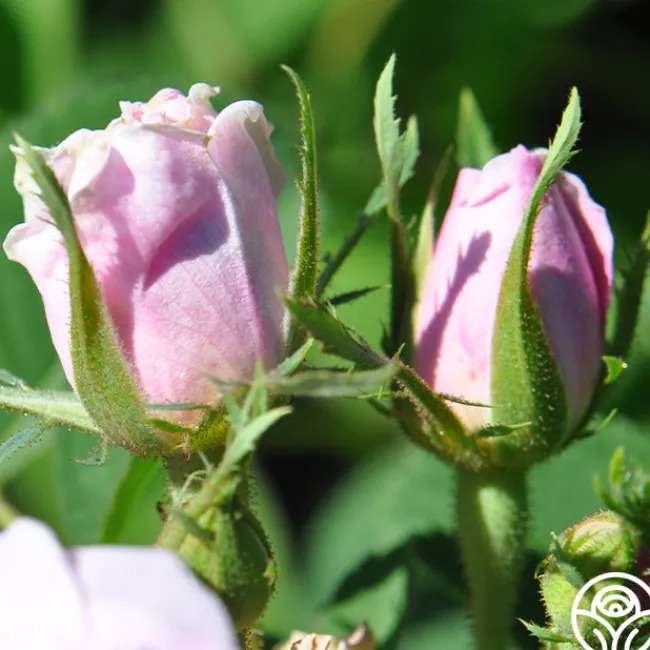 Quatre Saisons>Heirloom Roses