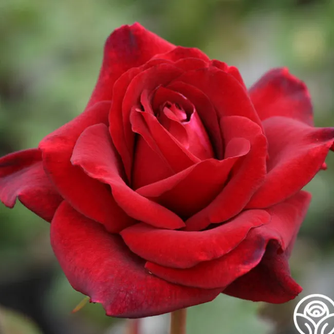 Queen Bee>Heirloom Roses Outlet