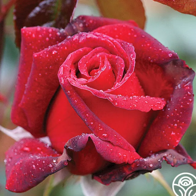 Queen Bee>Heirloom Roses Outlet