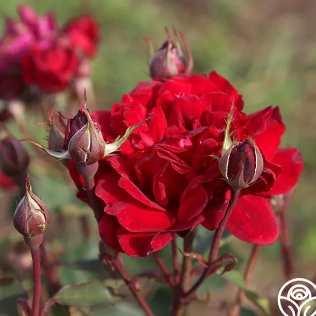 Queen Bee>Heirloom Roses Outlet