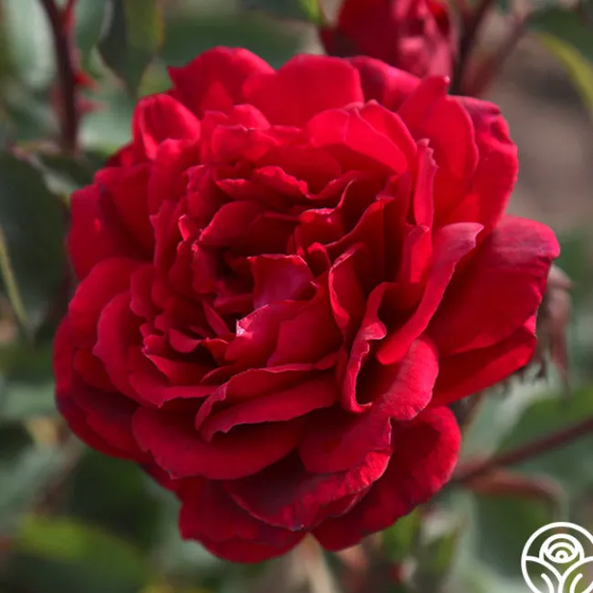 Queen Bee>Heirloom Roses Outlet