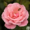 Queen Elizabeth®>Heirloom Roses Sale