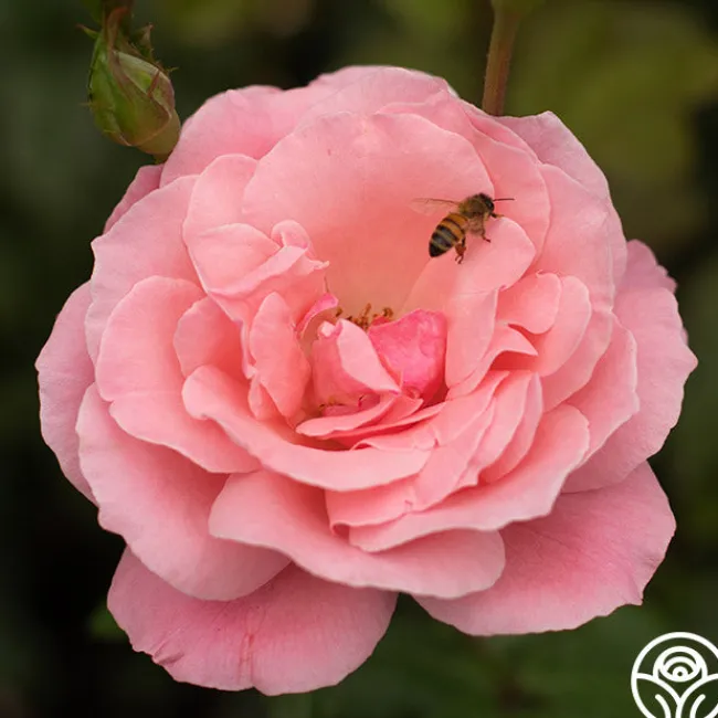 Queen Elizabeth®>Heirloom Roses Sale