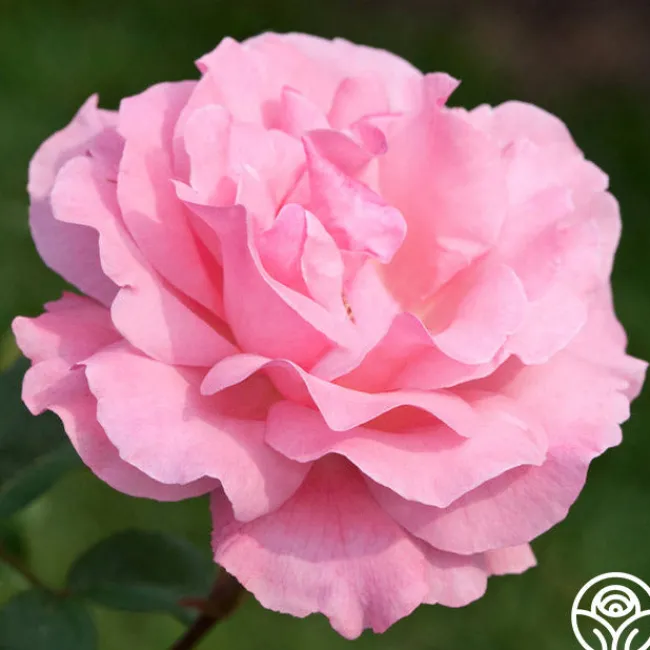 Queen Elizabeth®>Heirloom Roses Sale