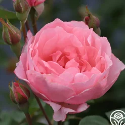 Queen Elizabeth®><noscript><img width=