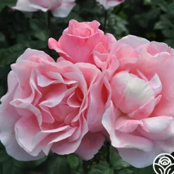 Queen Elizabeth®><noscript><img width=