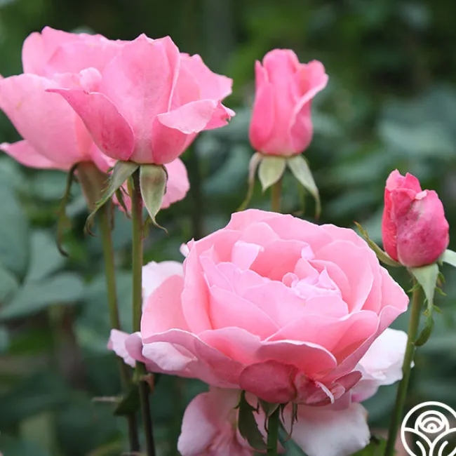 Queen Elizabeth®>Heirloom Roses Sale