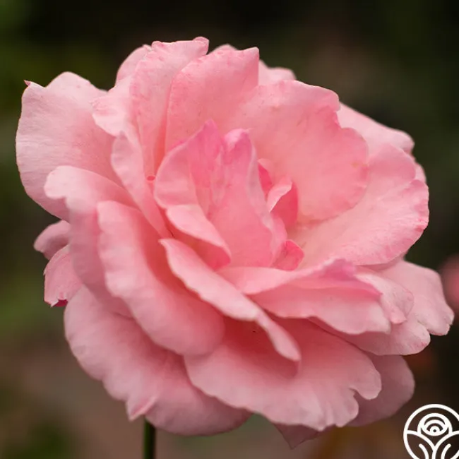 Queen Elizabeth®>Heirloom Roses Sale
