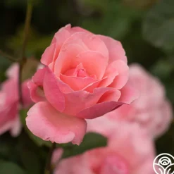 Queen Elizabeth®><noscript><img width=