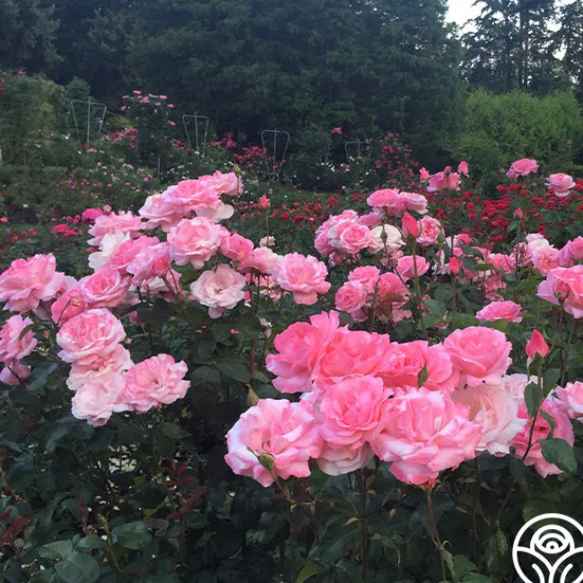 Queen Elizabeth®>Heirloom Roses Sale