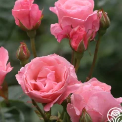 Queen Elizabeth®><noscript><img width=