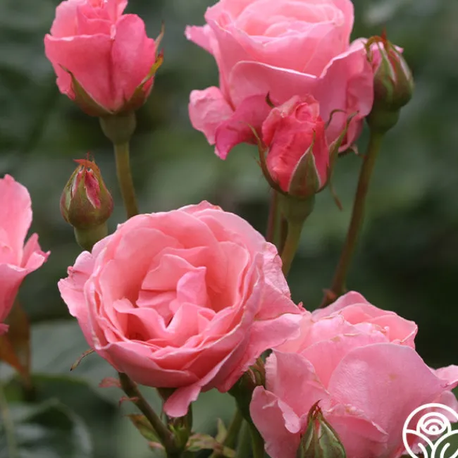 Queen Elizabeth®>Heirloom Roses Sale