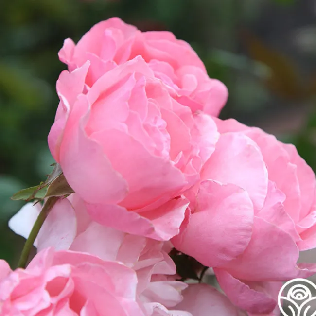 Queen Elizabeth®>Heirloom Roses Sale