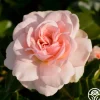 Queen Margrethe™>Heirloom Roses Best