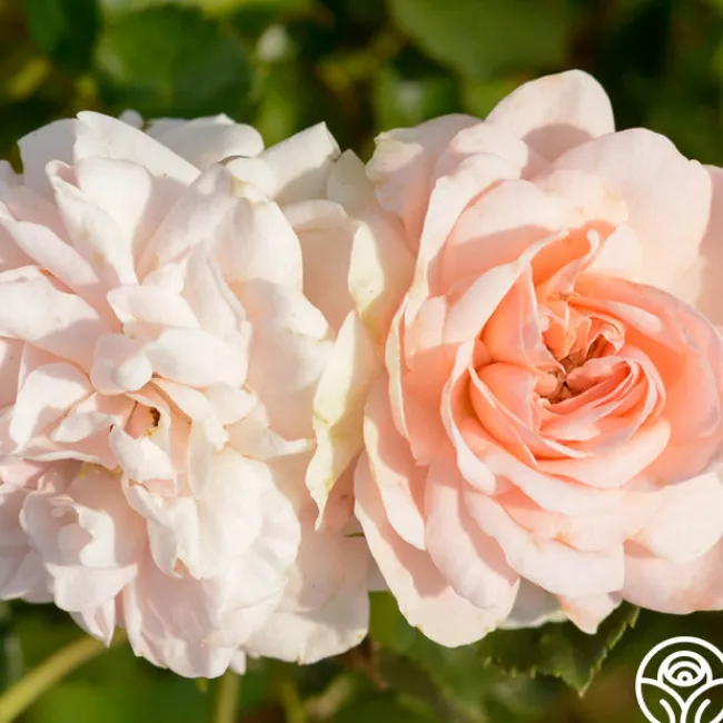 Queen Margrethe™>Heirloom Roses Best