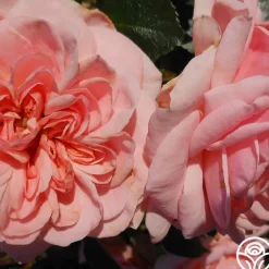 Queen Margrethe™><noscript><img width=