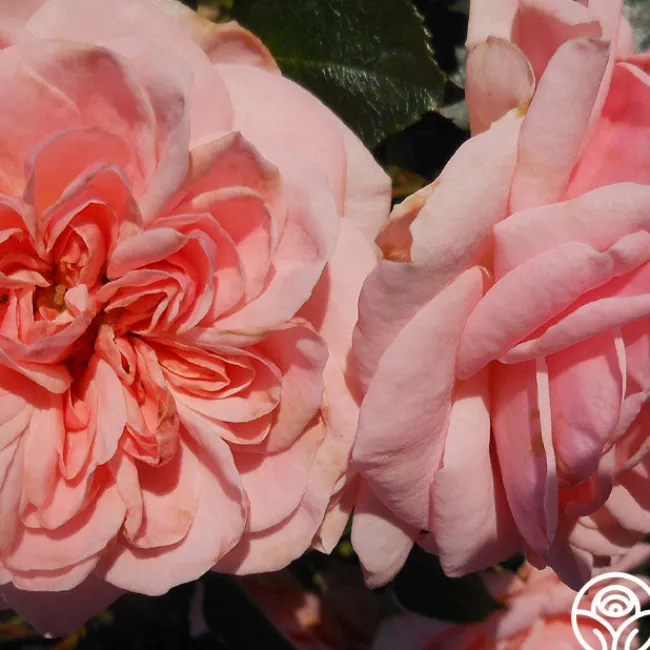 Queen Margrethe™>Heirloom Roses Best