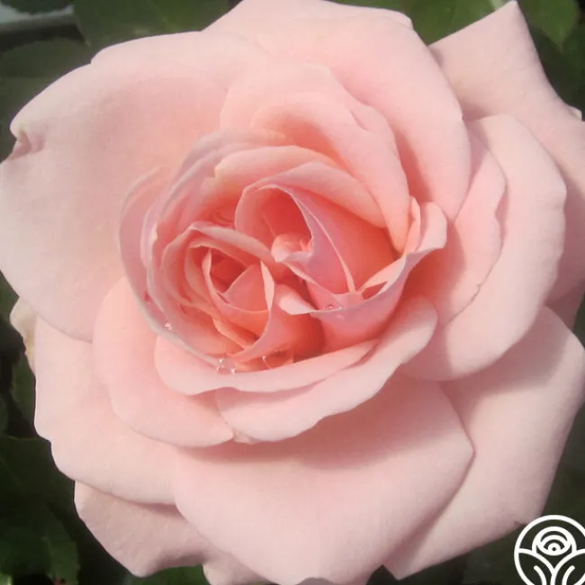 Queen Margrethe™>Heirloom Roses Best