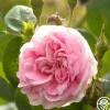 Queen Of Denmark>Heirloom Roses Sale