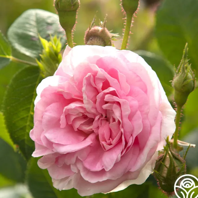 Queen Of Denmark>Heirloom Roses Sale