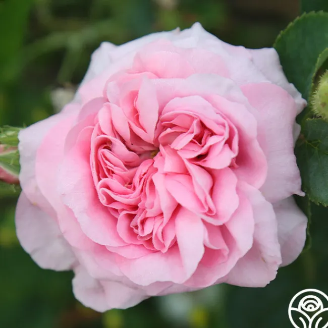 Queen Of Denmark>Heirloom Roses Sale
