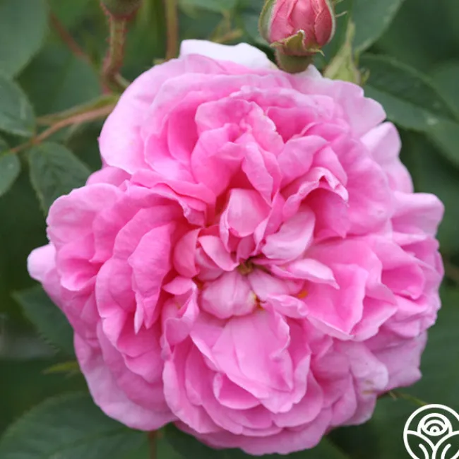 Queen Of Denmark>Heirloom Roses Sale