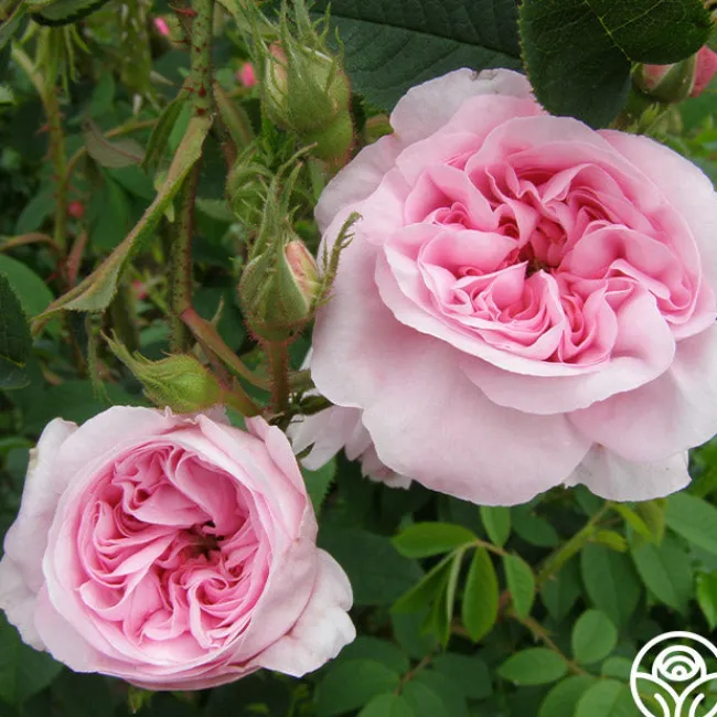 Queen Of Denmark>Heirloom Roses Sale