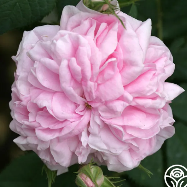 Queen Of Denmark>Heirloom Roses Sale