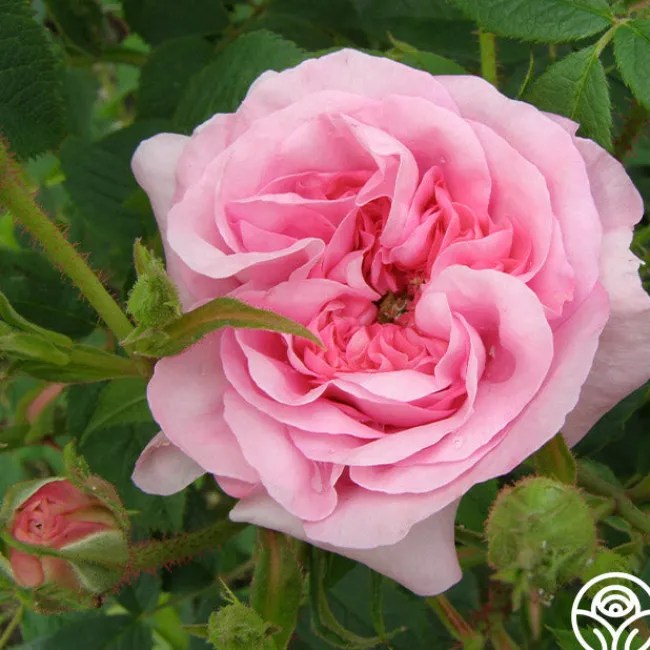 Queen Of Denmark>Heirloom Roses Sale