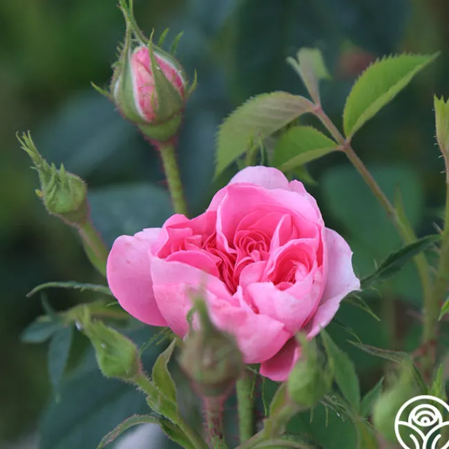 Queen Of Denmark>Heirloom Roses Sale
