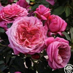 Queen of Elegance™>Heirloom Roses Outlet