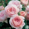 Queen Of Sweden®>Heirloom Roses