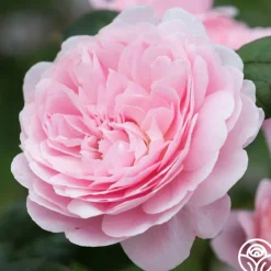 Queen Of Sweden®>Heirloom Roses
