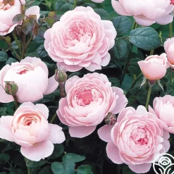 Queen Of Sweden®><noscript><img width=
