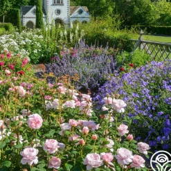 Queen Of Sweden®><noscript><img width=