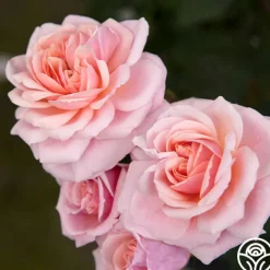 Quietness>Heirloom Roses Discount