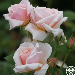 Quietness>Heirloom Roses Discount