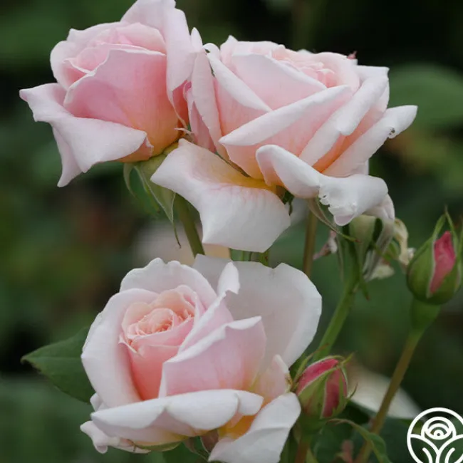 Quietness>Heirloom Roses Discount