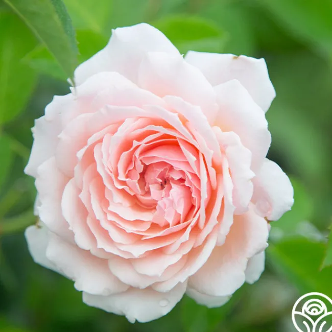Quietness>Heirloom Roses Discount